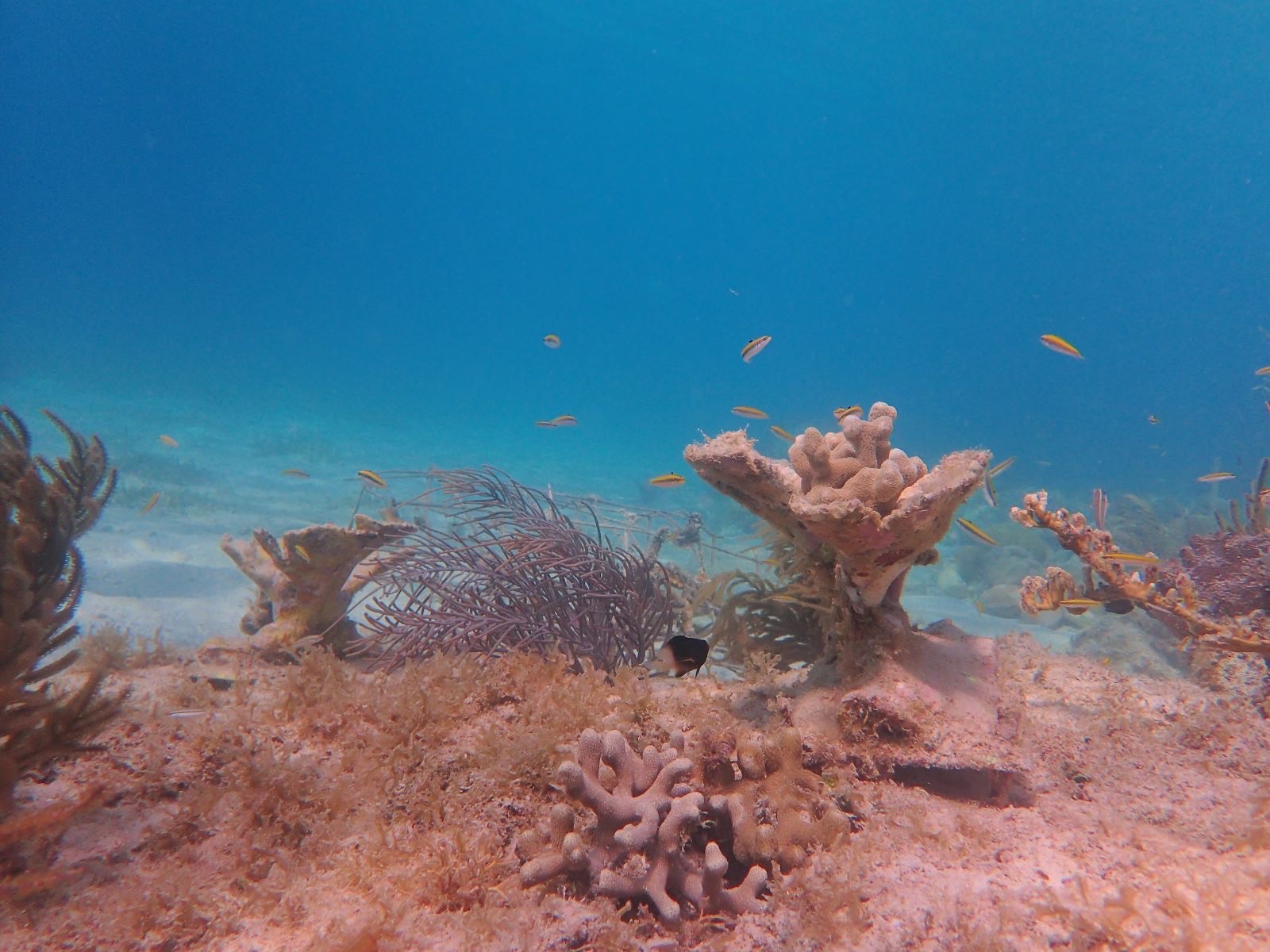 Reef 3D Project photo 50