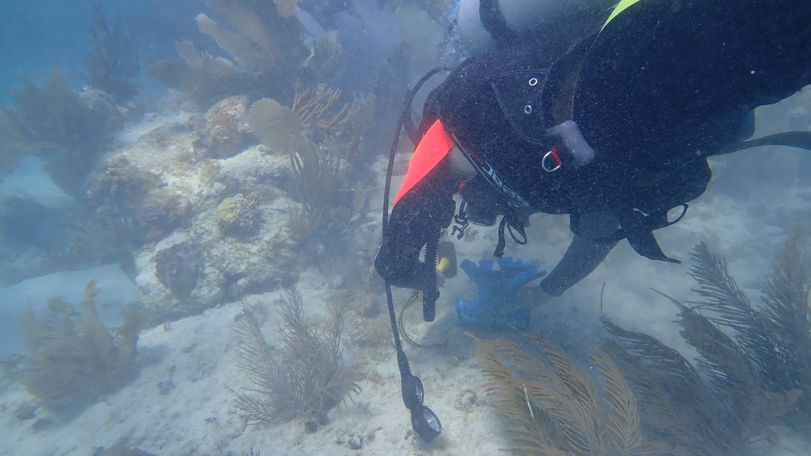 Reef 3D Project photo 51