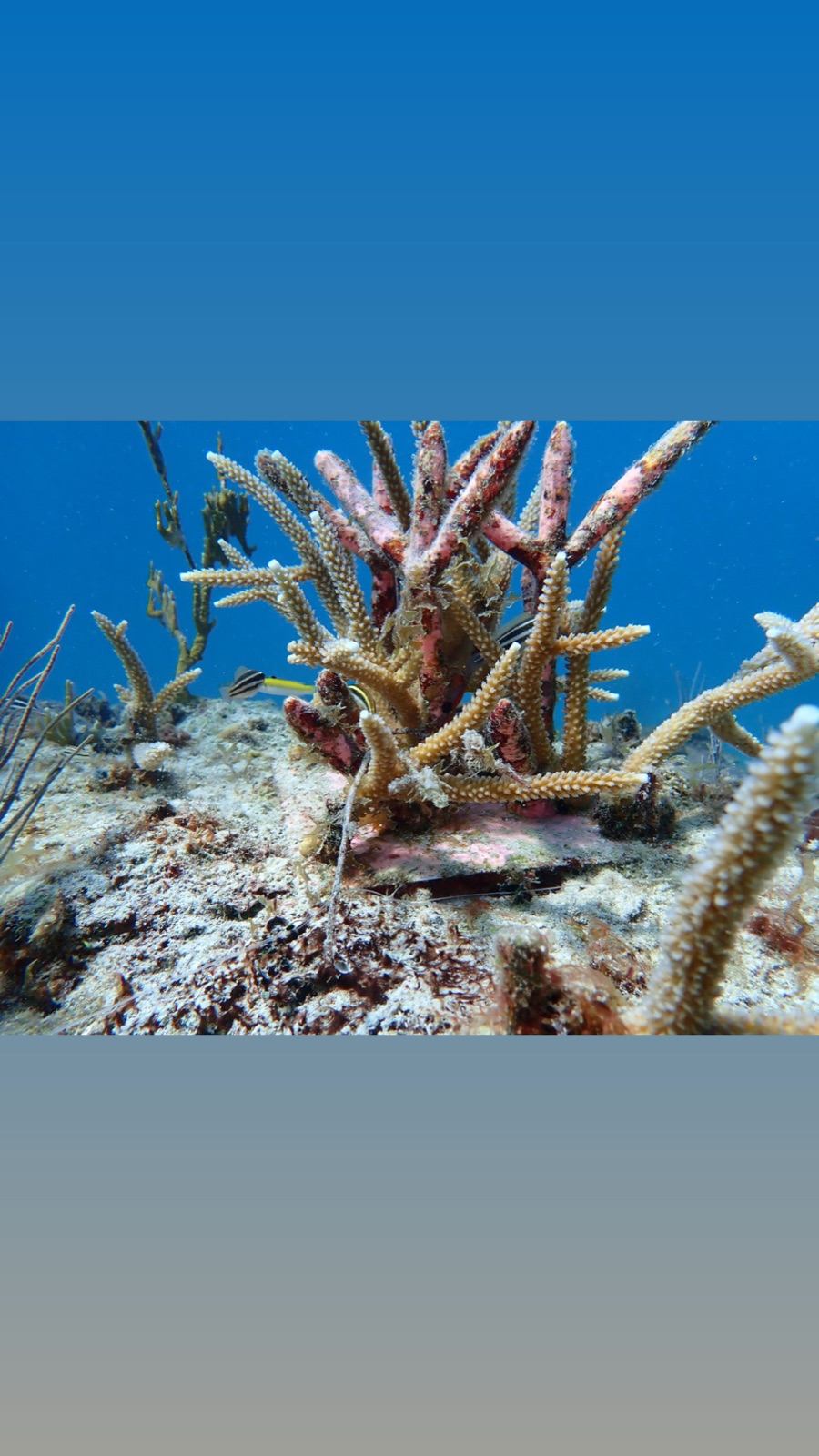 Reef 3D Project photo 53