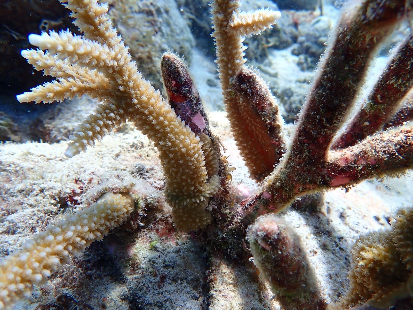 Reef 3D Project photo 54