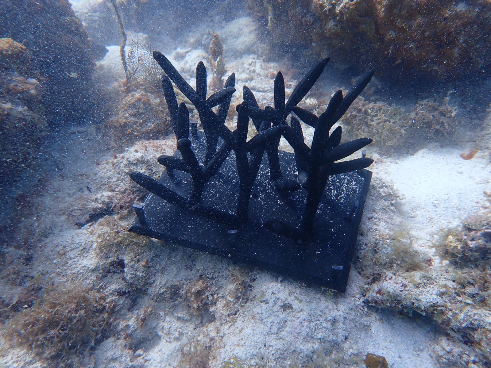 Reef 3D Project photo 55