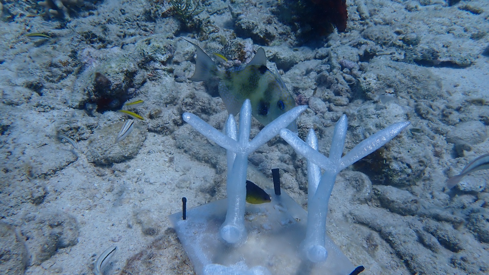 Reef 3D Project photo 56
