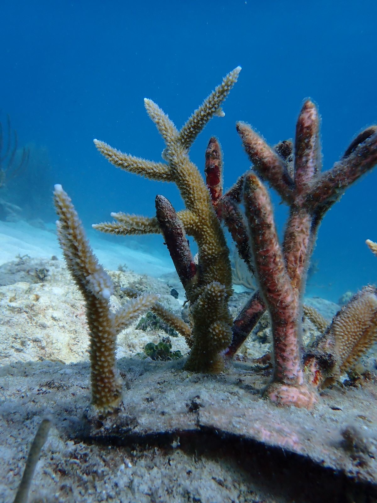 Reef 3D Project photo 57