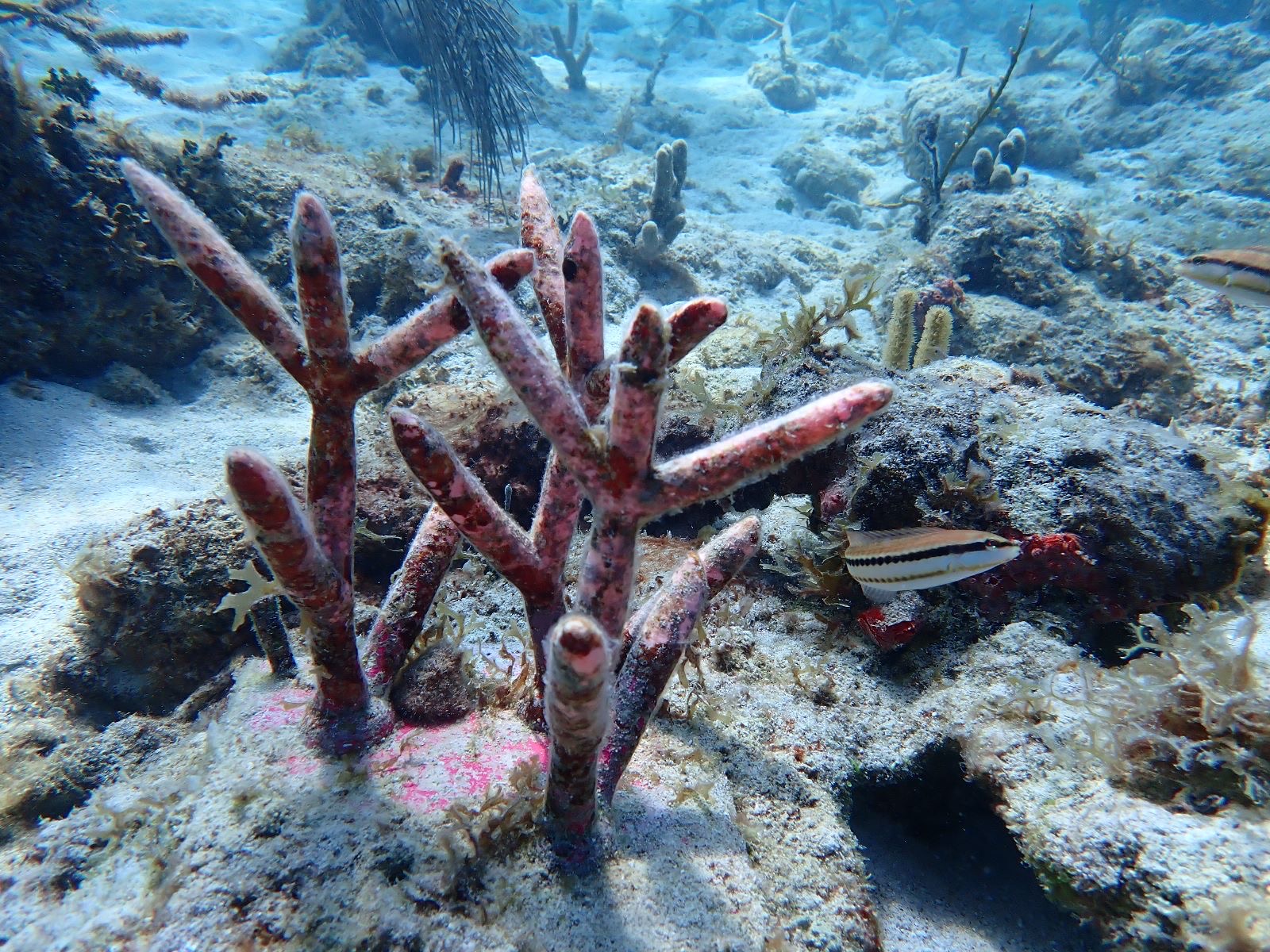 Reef 3D Project photo 58