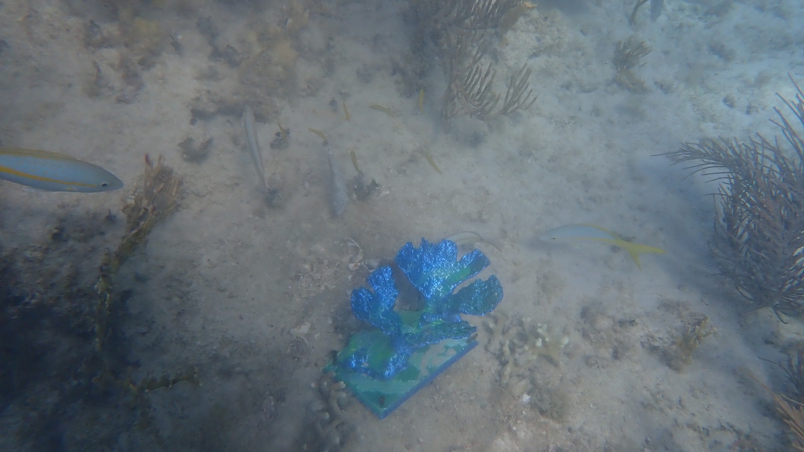 Reef 3D Project photo 59