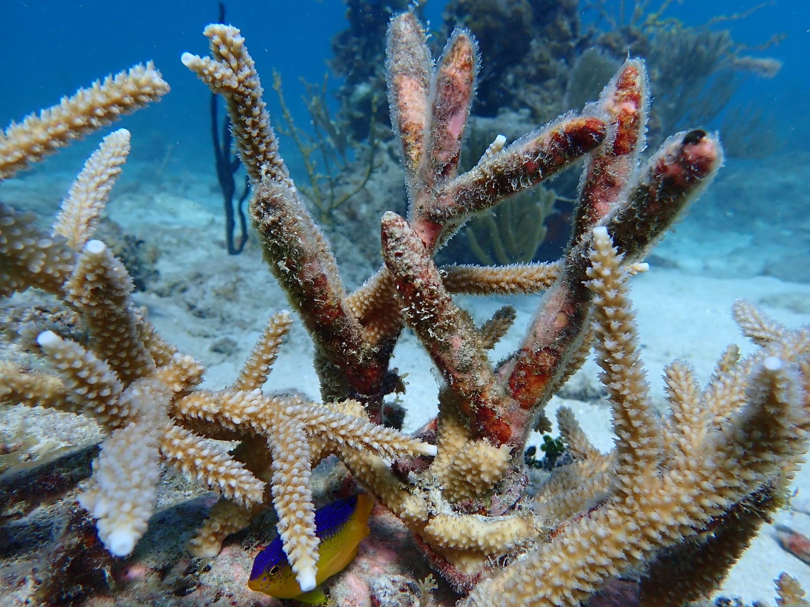 Reef 3D Project photo 60