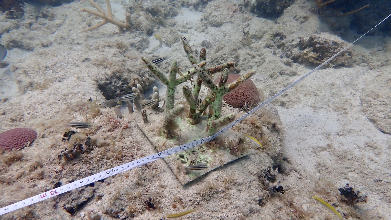 Reef 3D Project photo 61