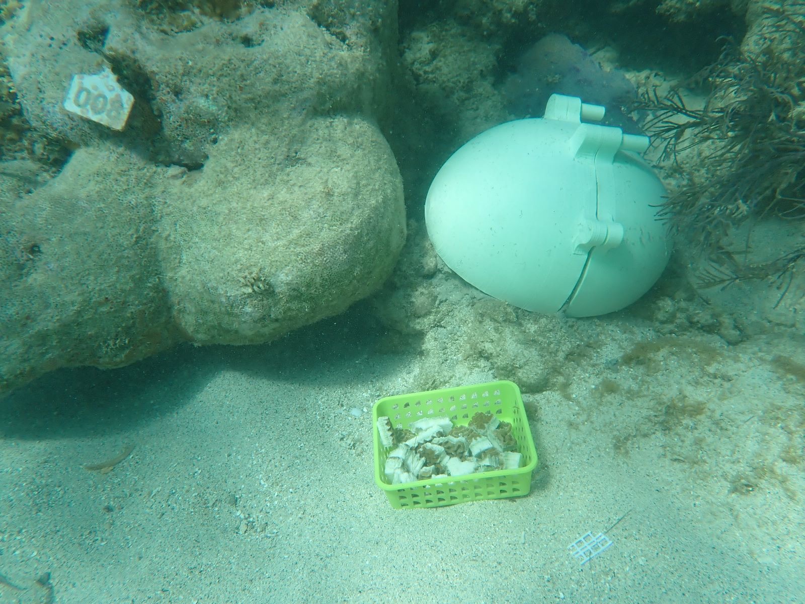 Reef 3D Project photo 62