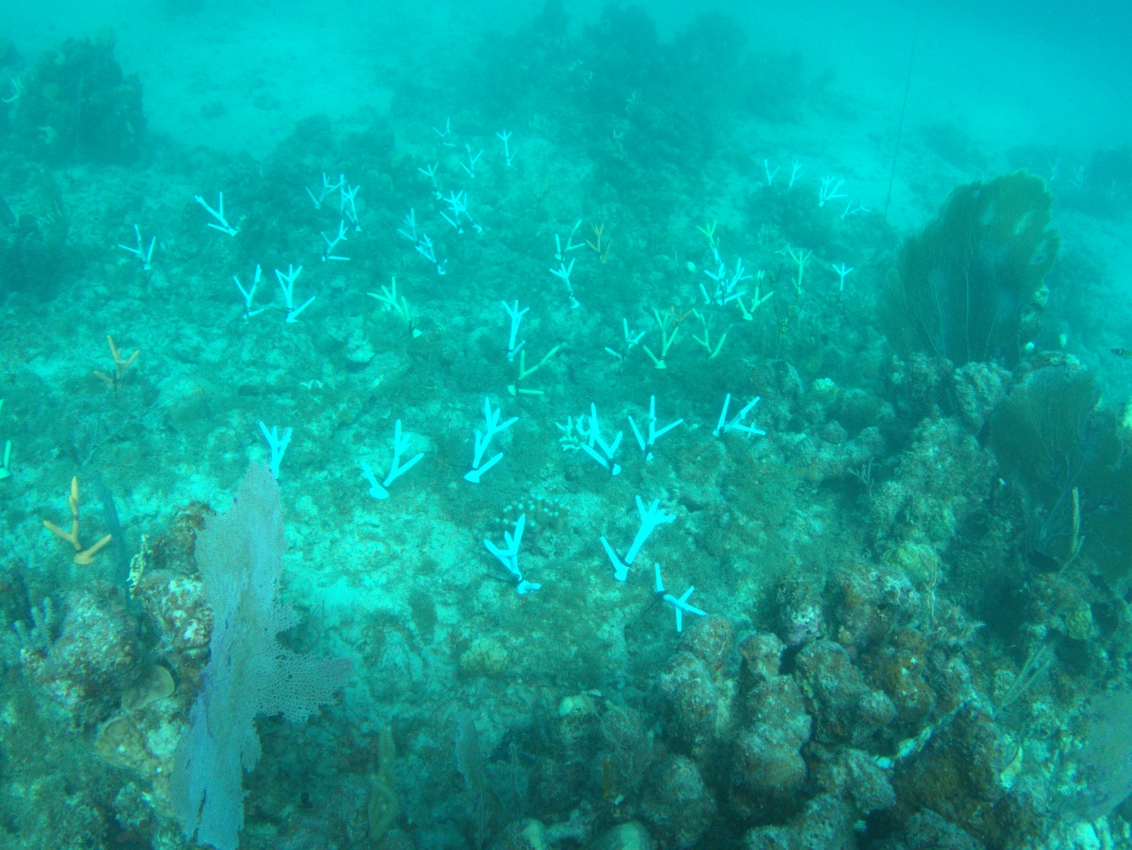 Reef 3D Project photo 63
