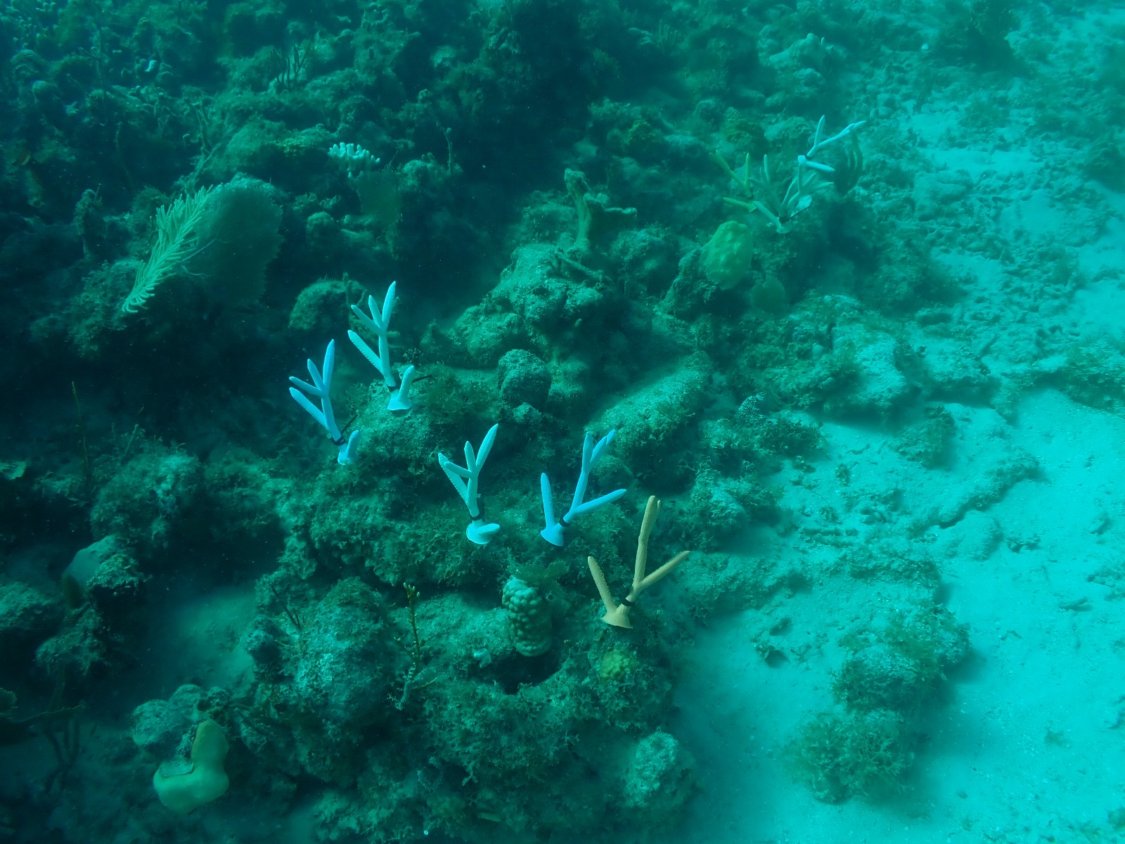 Reef 3D Project photo 64