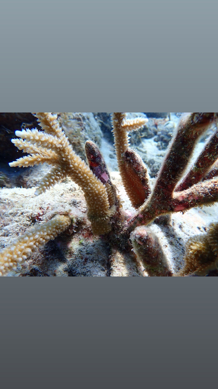 Reef 3D Project photo 65