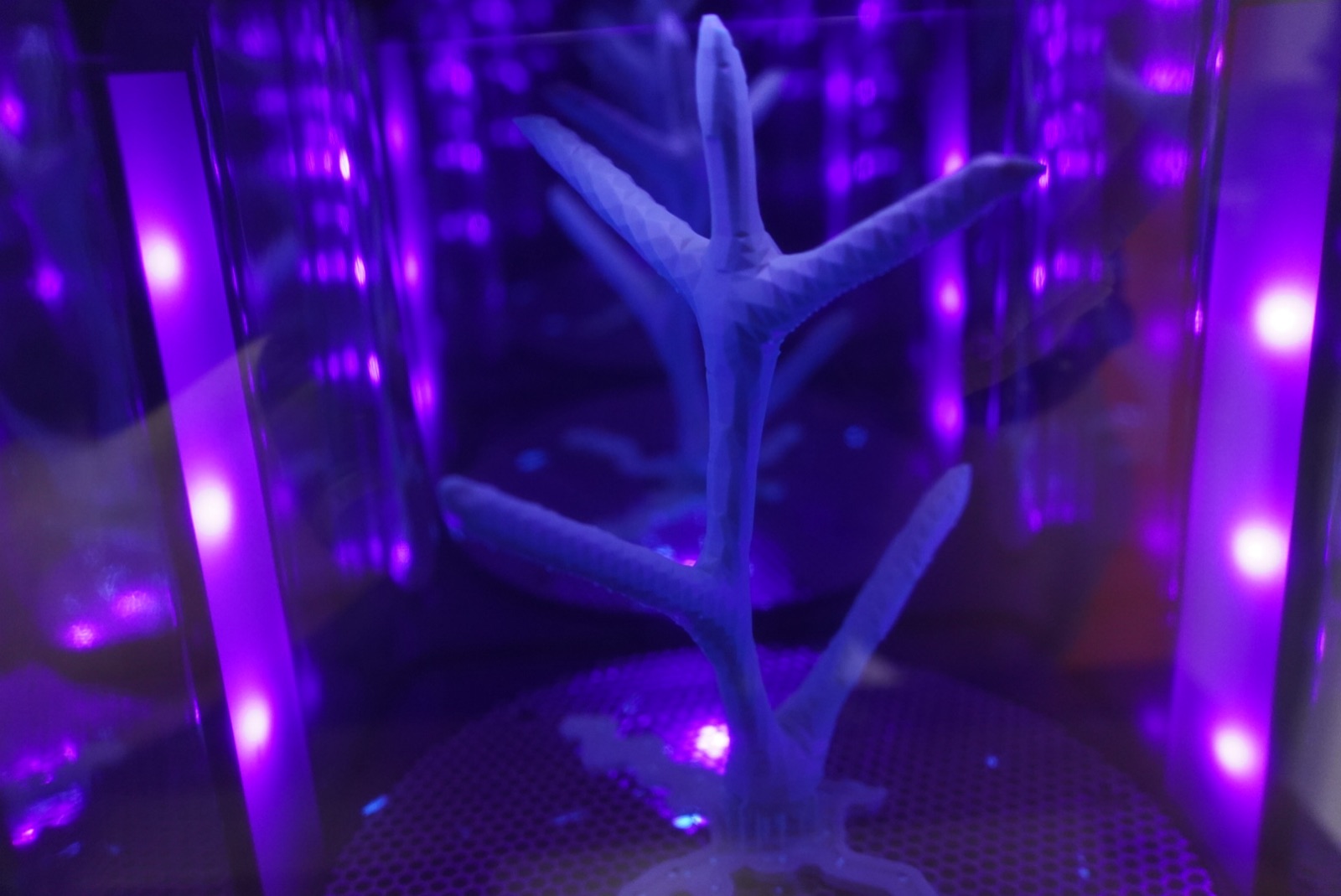 Reef 3D Project photo 73