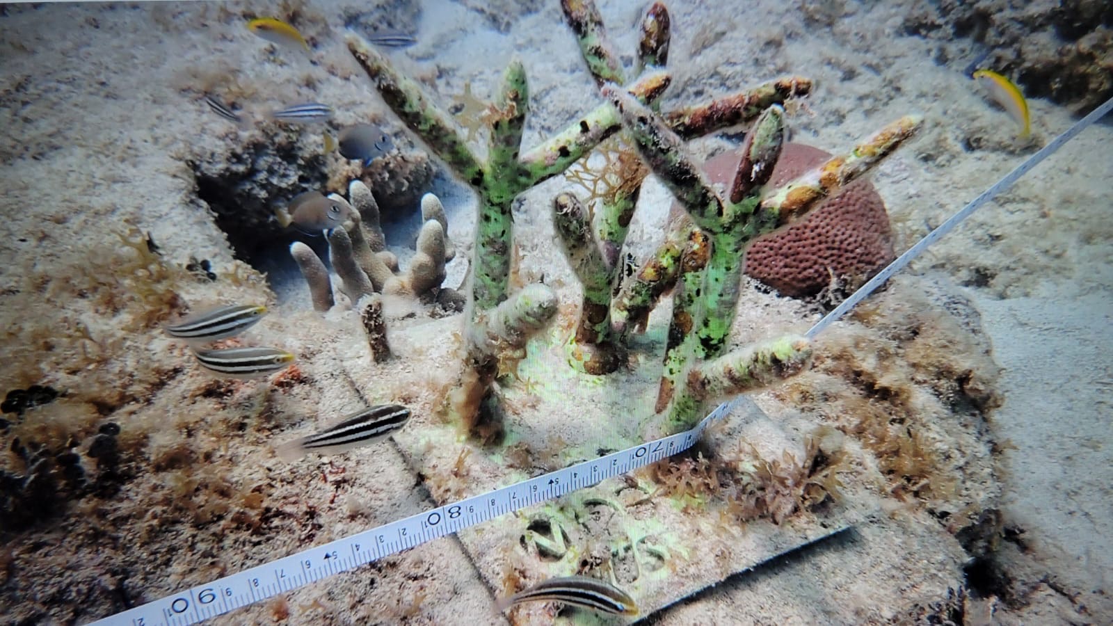 Reef 3D Project photo 76