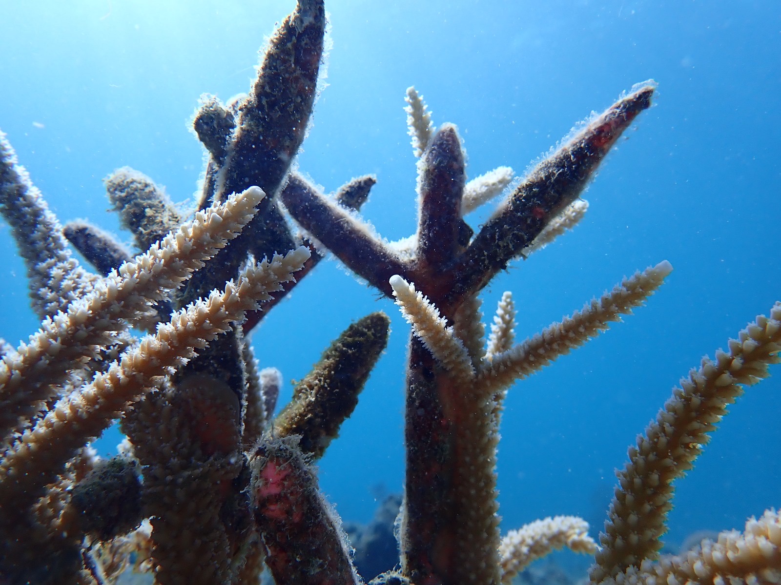 Reef 3D Project photo 77