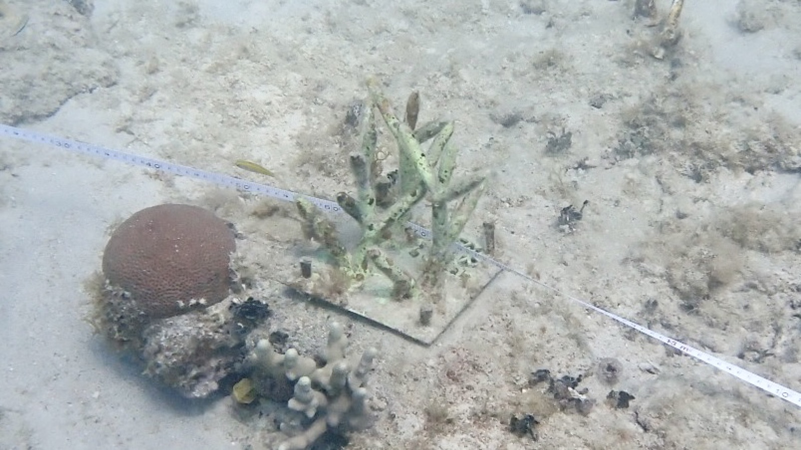 Reef 3D Project photo 79