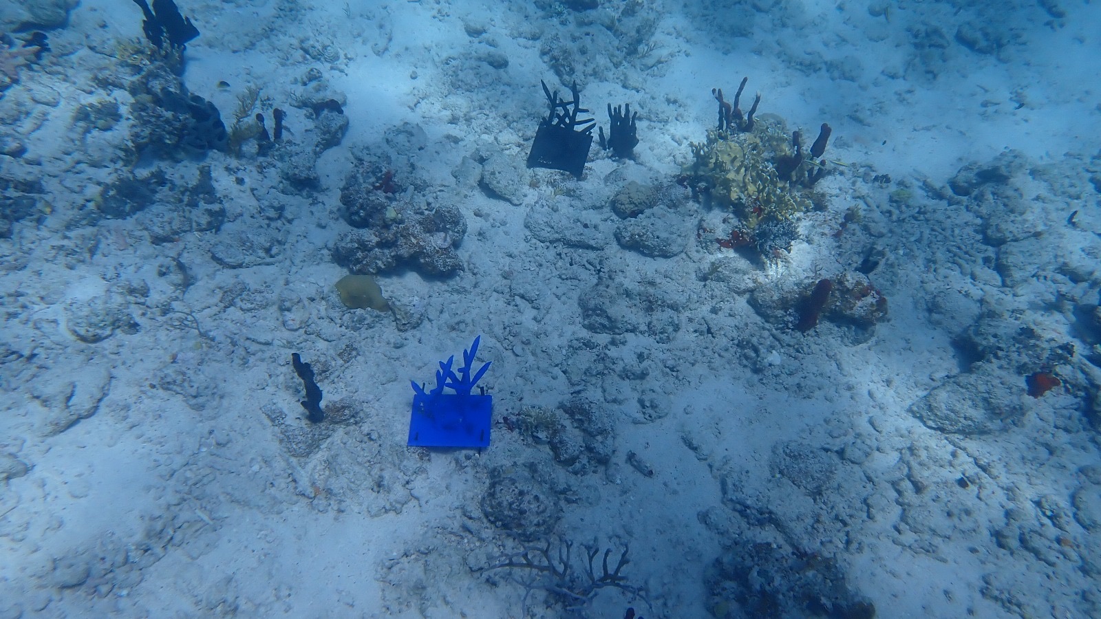 Reef 3D Project photo 80