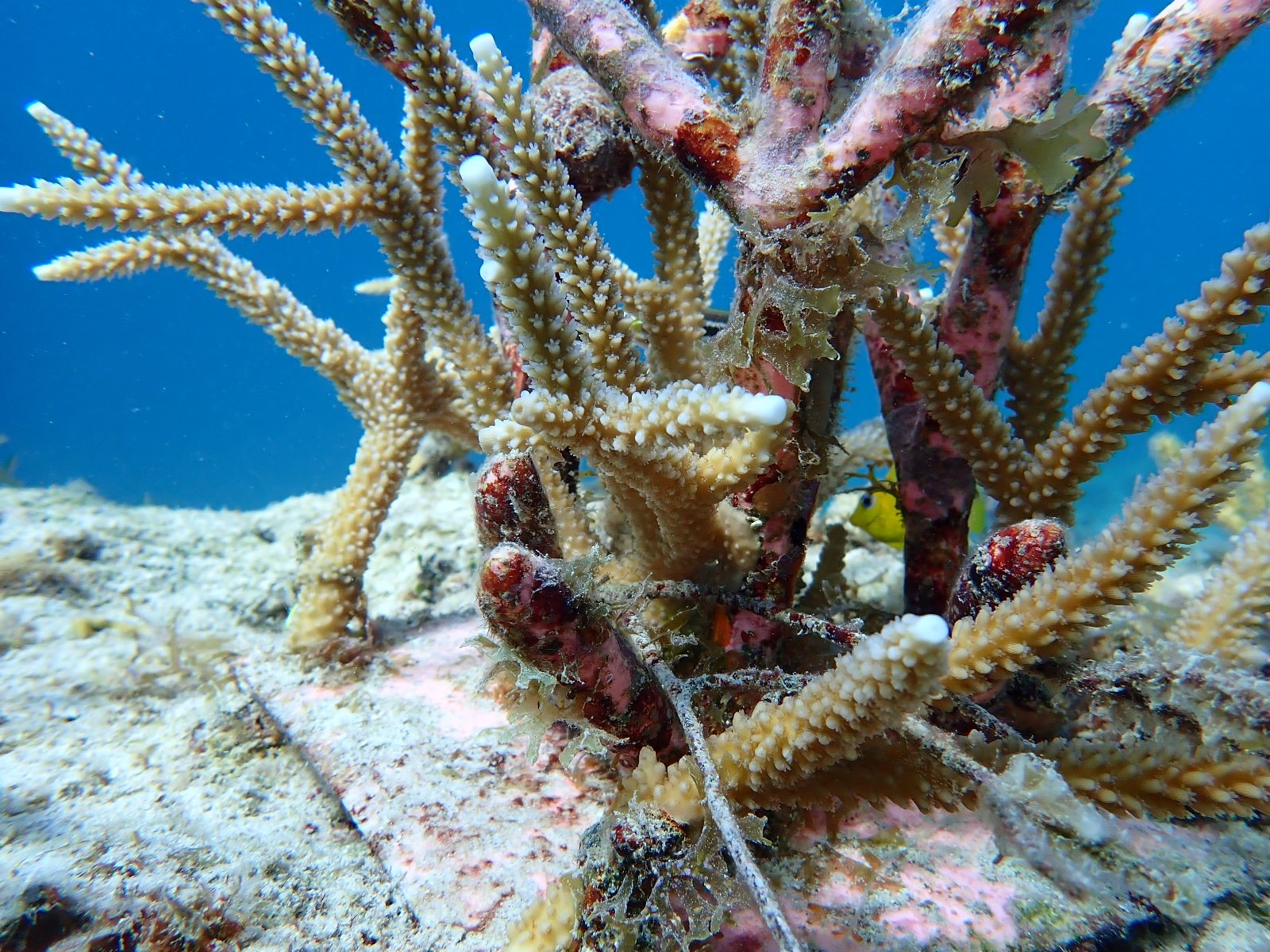 Reef 3D Project photo 81