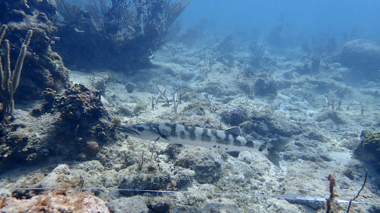 Reef 3D Project photo 82