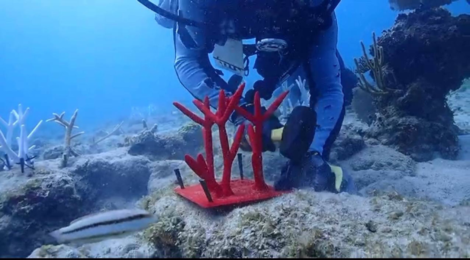 Reef 3D Project photo 83