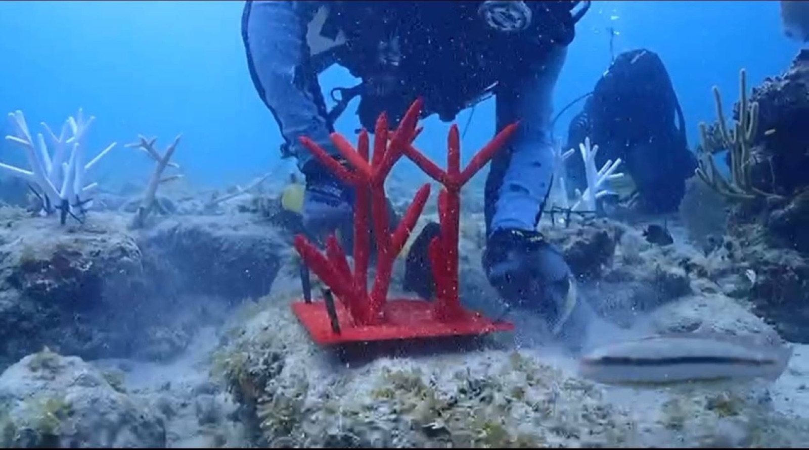 Reef 3D Project photo 84