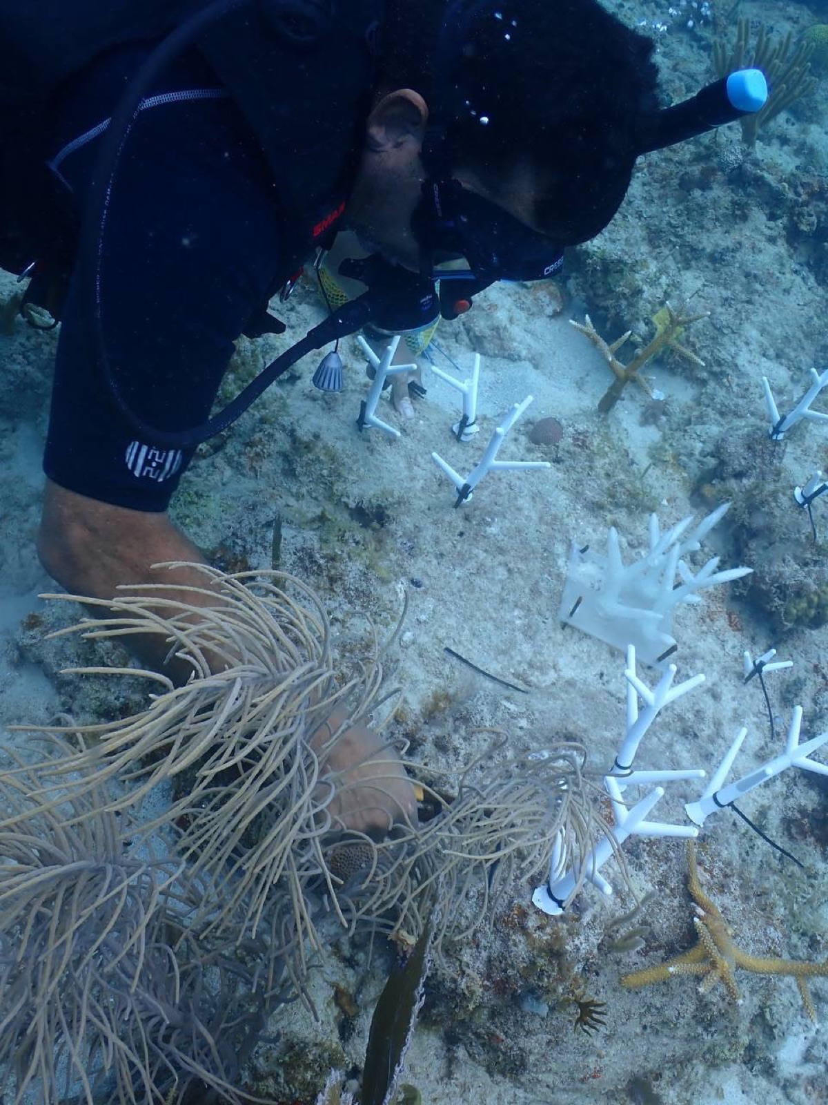Reef 3D Project photo 85